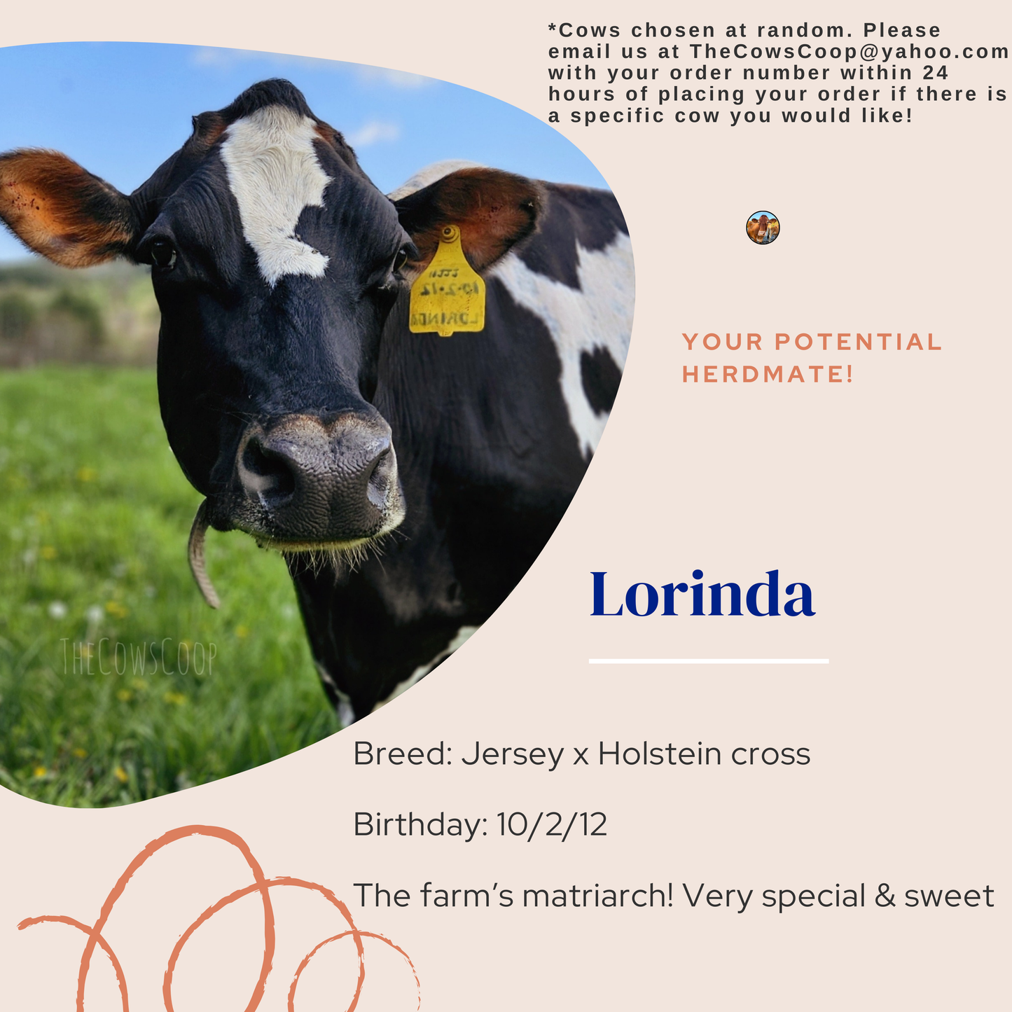 "Join the Herd" Cow Box!