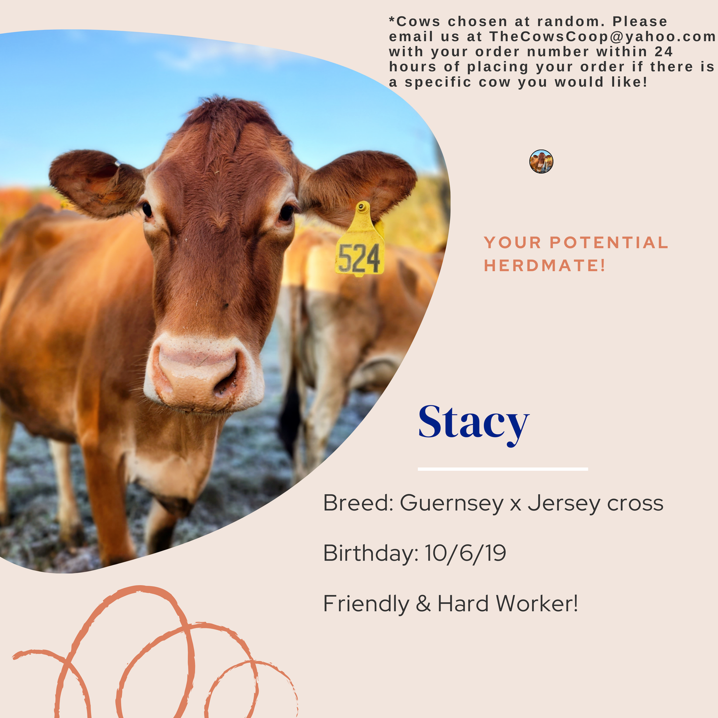 "Join the Herd" Cow Box!