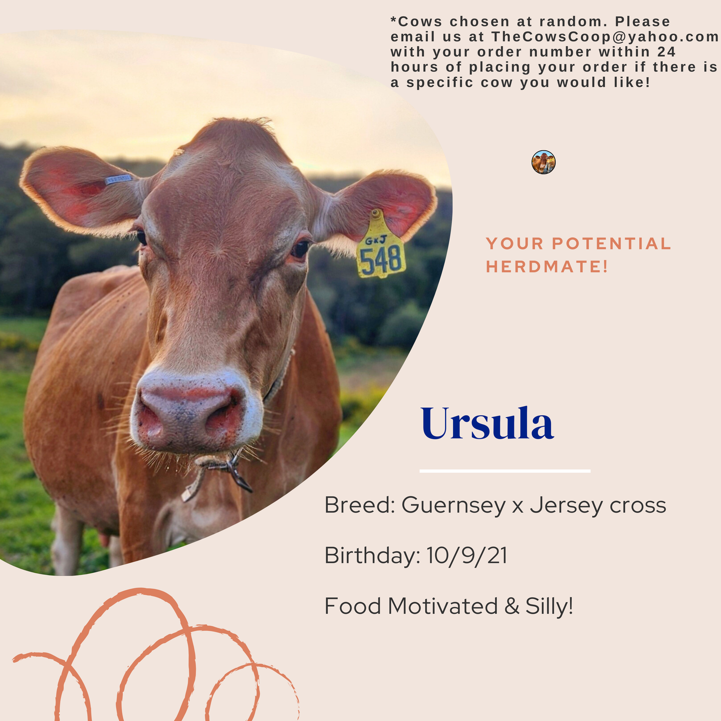 "Join the Herd" Cow Box!