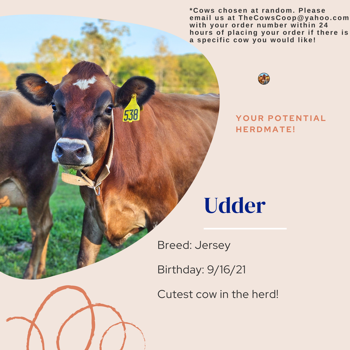 "Join the Herd" Cow Box!